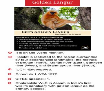 Study reveals major decline in golden langur habitat