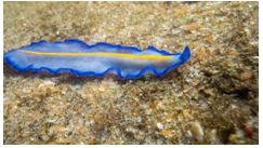 A new marine organism recorded in east coast of India