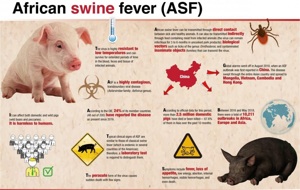 African Swine Fever | IRENA