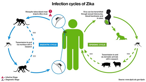 Zika Virus in India