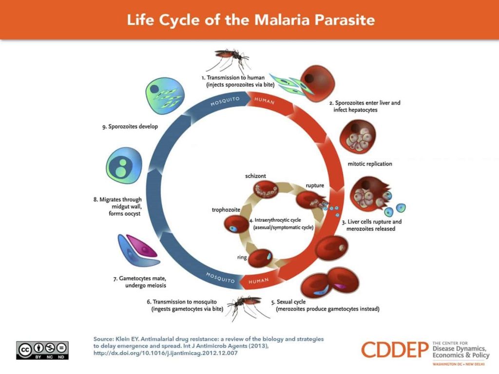 Life Cycle of the Malaria Parasite | India European Union