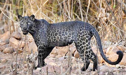 Melanistic Leopard