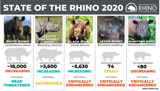 Rhino population up by 200 in Kaziranga