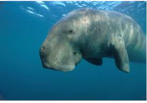 India’s first Dugong reserve