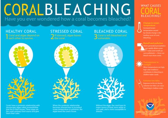 Coral bleaching at the great barrier reef