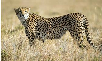 India Signs MoU with Namibia to Reintroduce Cheetahs