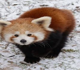 Re-wilding Red pandas