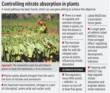 Nitrate in Plants