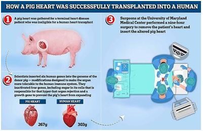 Pig hearts to human